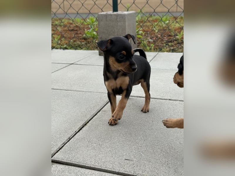 Zwergpinscher Welpen