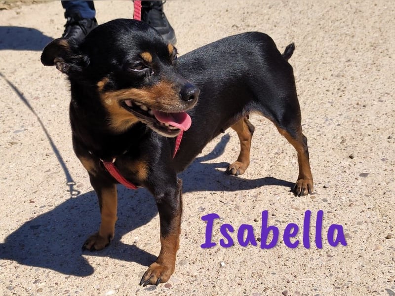 Isabella 07/2023 (ESP Pflegestelle) - verschmuste und verträgliche, kleine Pinscher-Mix Hündin!