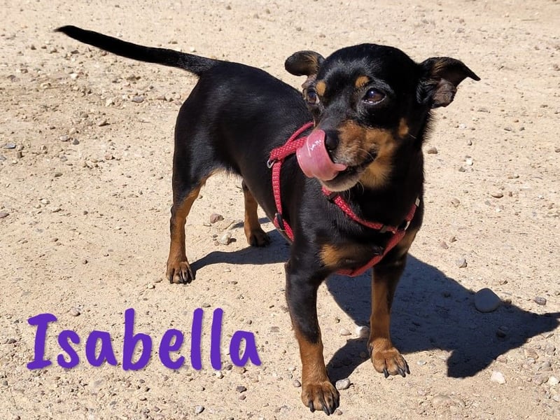Isabella 07/2023 (ESP Pflegestelle) - verschmuste und verträgliche, kleine Pinscher-Mix Hündin!