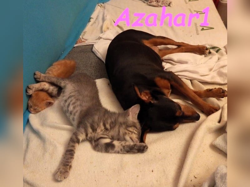Azahar1 geb. 07/2022 (ESP) - lustige und anhängliche, kleine Pinscher-Mix Hündin!