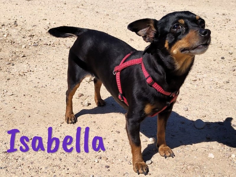 Isabella 07/2023 (ESP Pflegestelle) - verschmuste und verträgliche, kleine Pinscher-Mix Hündin!