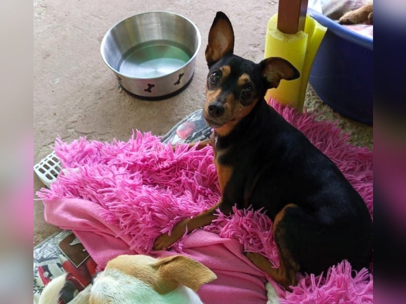 Azahar1 geb. 07/2022 (ESP) - lustige und anhängliche, kleine Pinscher-Mix Hündin!