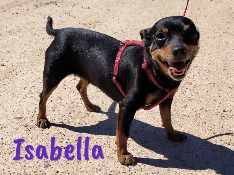 Isabella 07/2023 (ESP Pflegestelle) - verschmuste und verträgliche, kleine Pinscher-Mix Hündin!