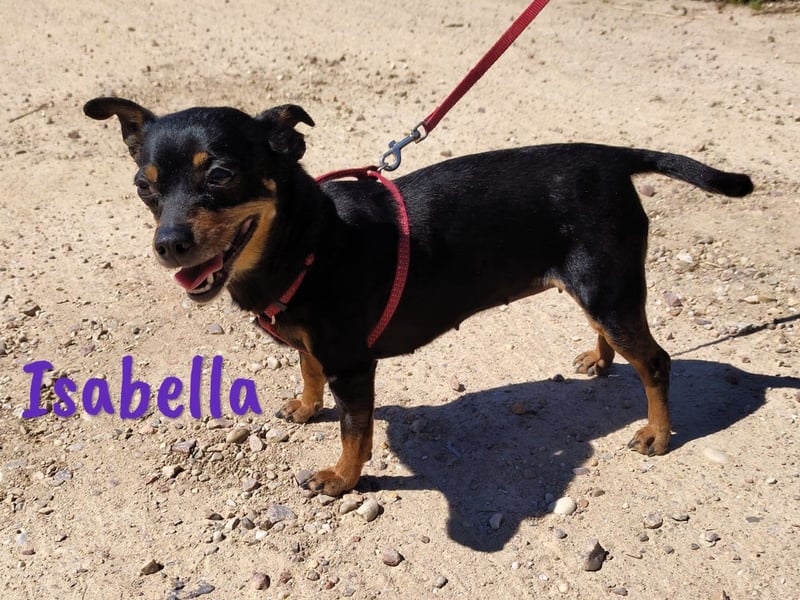 Isabella 07/2023 (ESP Pflegestelle) - verschmuste und verträgliche, kleine Pinscher-Mix Hündin!