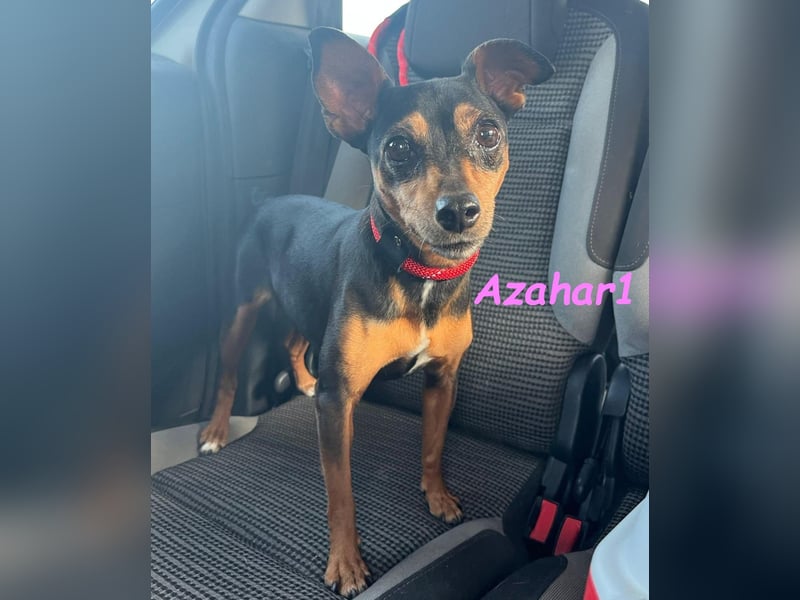 Azahar1 geb. 07/2022 (ESP) - lustige und anhängliche, kleine Pinscher-Mix Hündin!