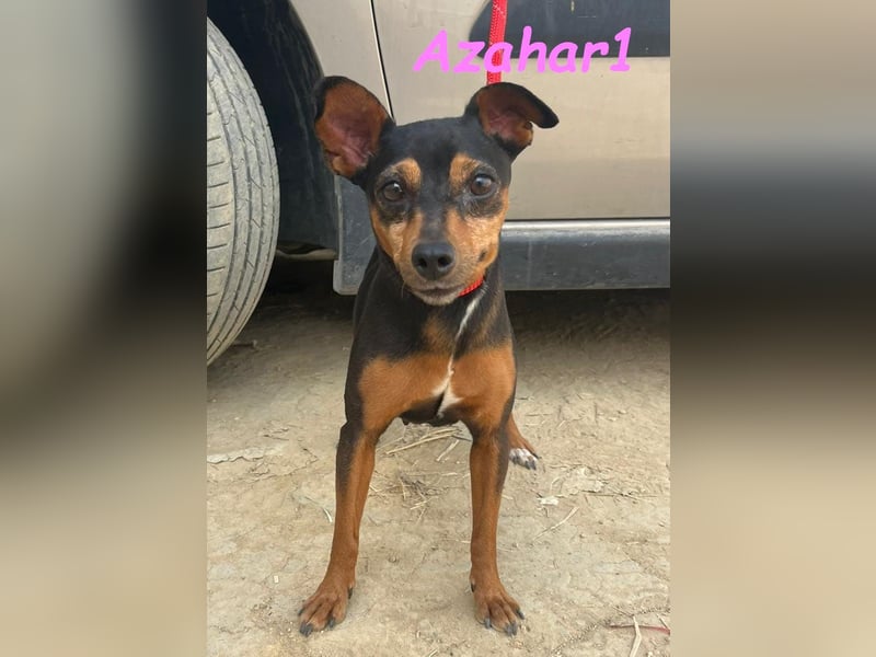 Azahar1 geb. 07/2022 (ESP) - lustige und anhängliche, kleine Pinscher-Mix Hündin!