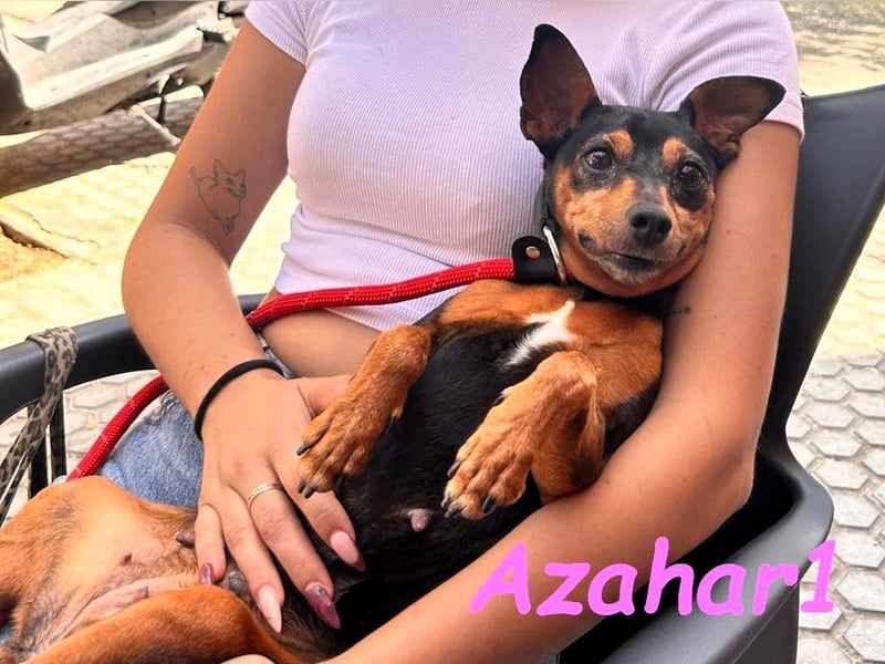Azahar1 geb. 07/2022 (ESP) - lustige und anhängliche, kleine Pinscher-Mix Hündin!