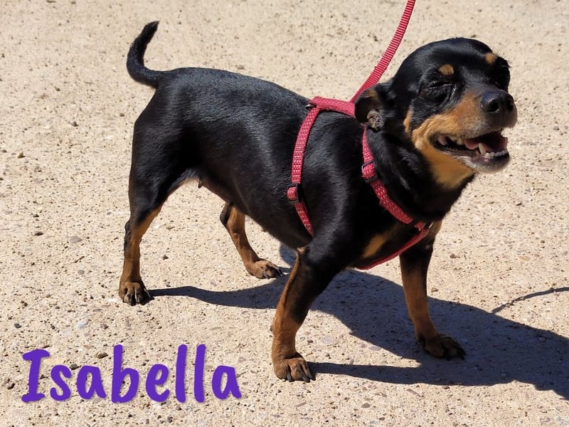 Isabella 07/2023 (ESP Pflegestelle) - verschmuste und verträgliche, kleine Pinscher-Mix Hündin!
