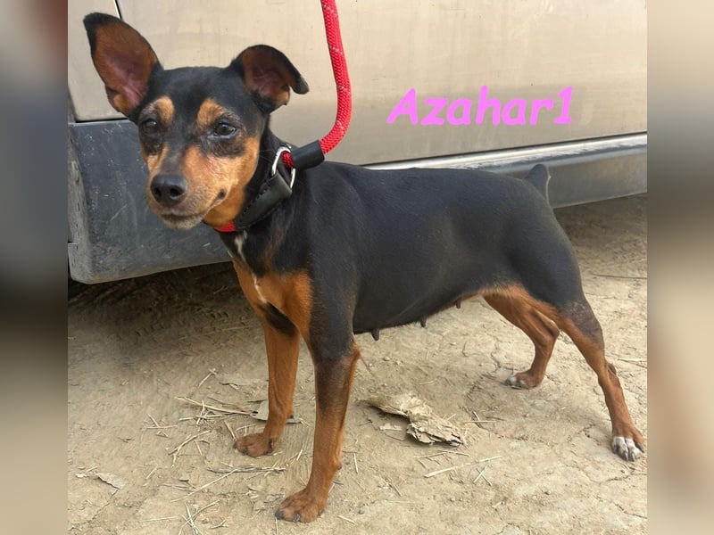 Azahar1 geb. 07/2022 (ESP) - lustige und anhängliche, kleine Pinscher-Mix Hündin!