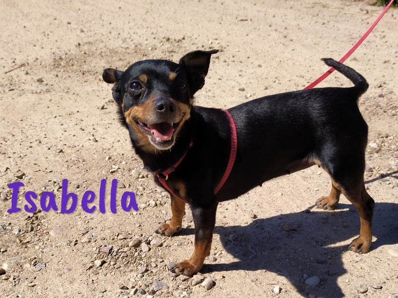 Isabella 07/2023 (ESP Pflegestelle) - verschmuste und verträgliche, kleine Pinscher-Mix Hündin!