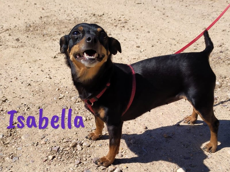 Isabella 07/2023 (ESP Pflegestelle) - verschmuste und verträgliche, kleine Pinscher-Mix Hündin!