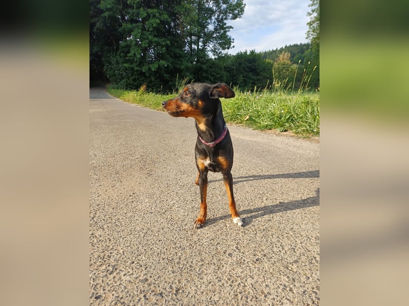 Zwergpinscher- Mix Hündin