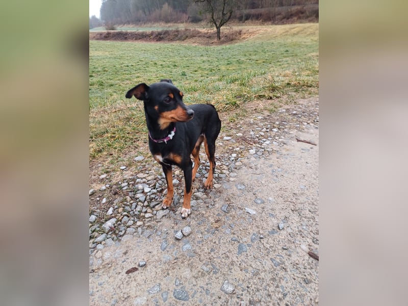 Zwergpinscher- Mix Hündin