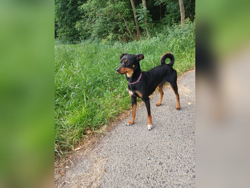 Zwergpinscher- Mix Hündin