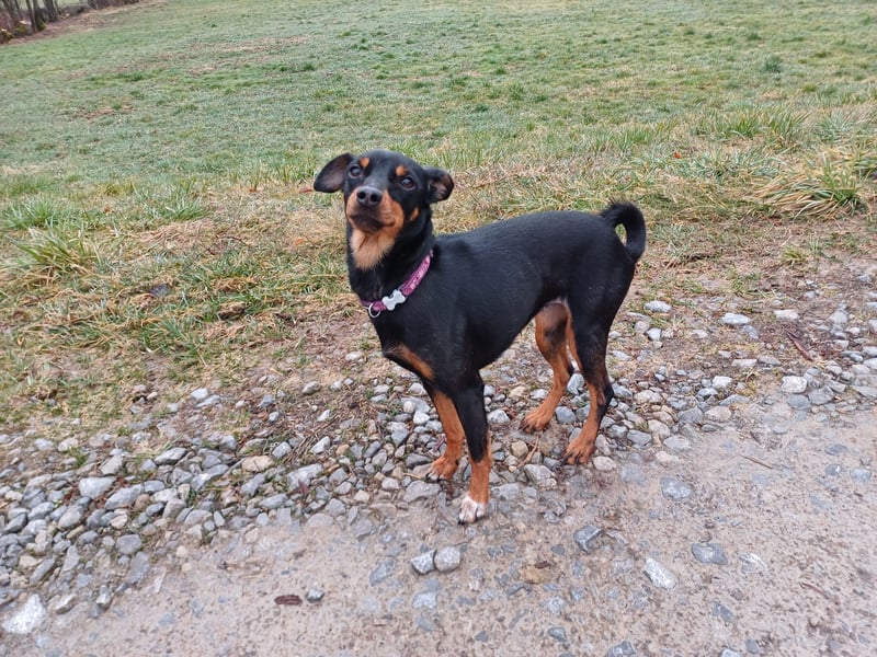 Zwergpinscher- Mix Hündin