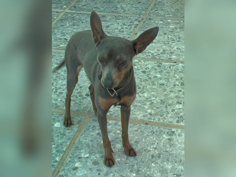 Lustiger Zwergpinscher Rüde Kuki sucht seine Menschen