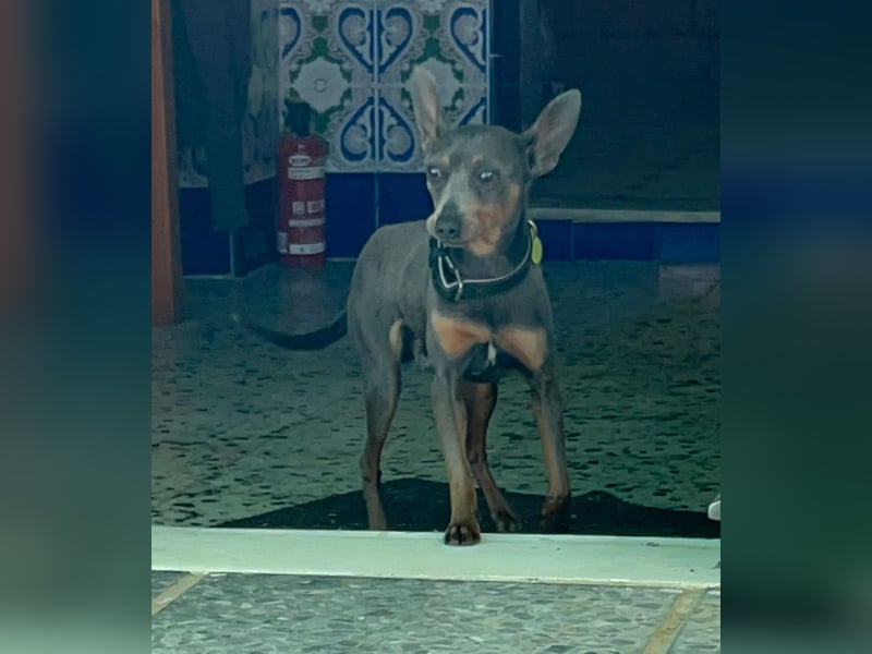 Lustiger Zwergpinscher Rüde Kuki sucht seine Menschen