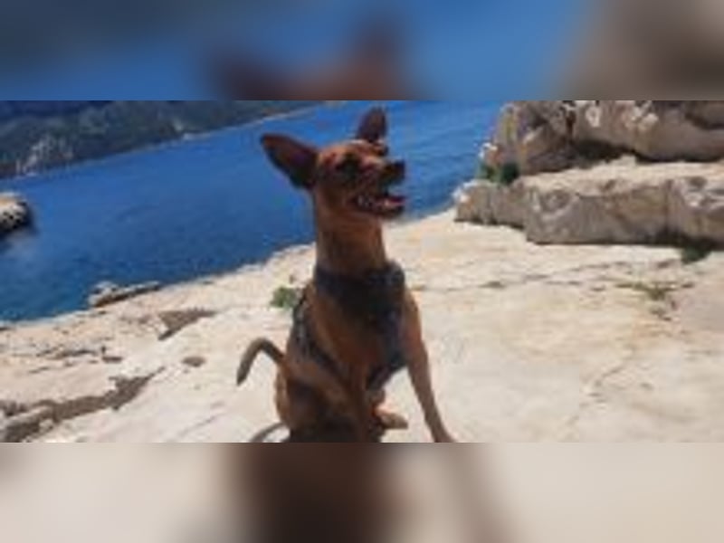Braunes Zwergpinscher Mädchen sucht neue Familie