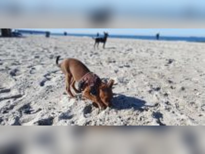 Braunes Zwergpinscher Mädchen sucht neue Familie