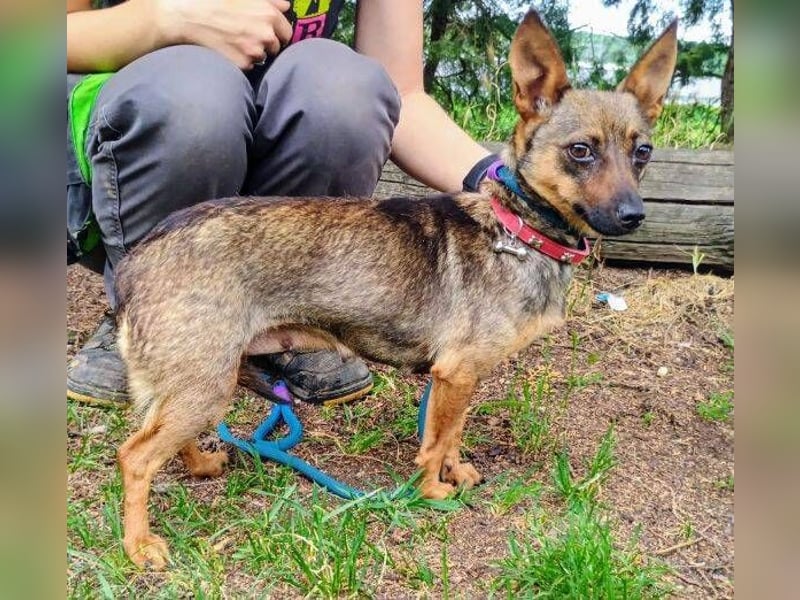 Uschka, Pinscher Mischling