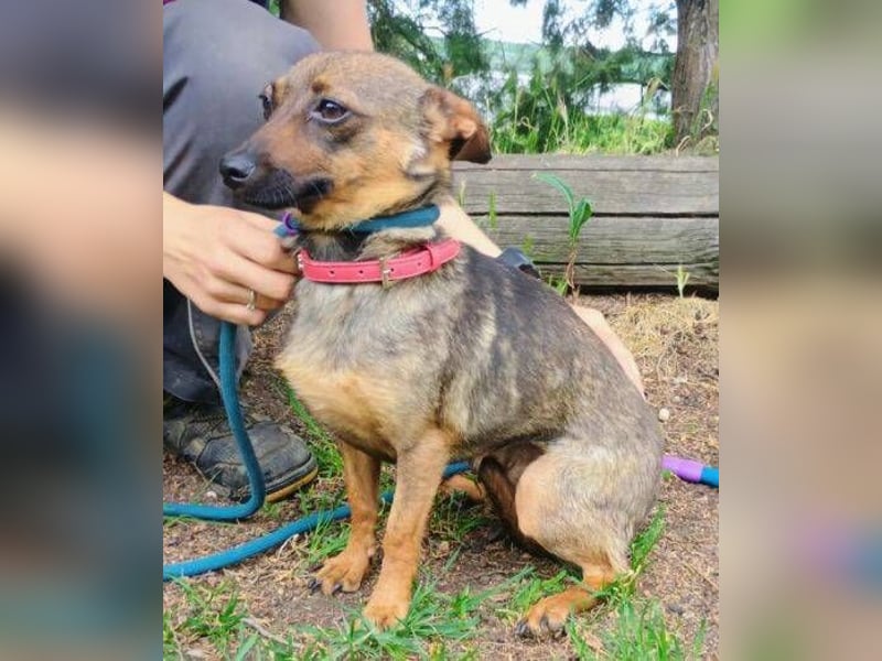 Uschka, Pinscher Mischling