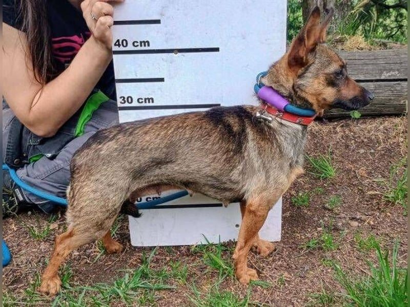 Uschka, Pinscher Mischling