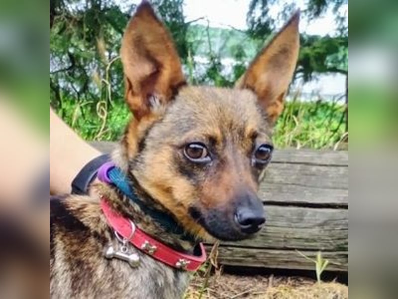Uschka, Pinscher Mischling