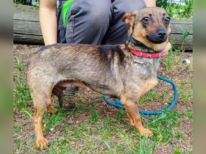 Uschka, Pinscher Mischling