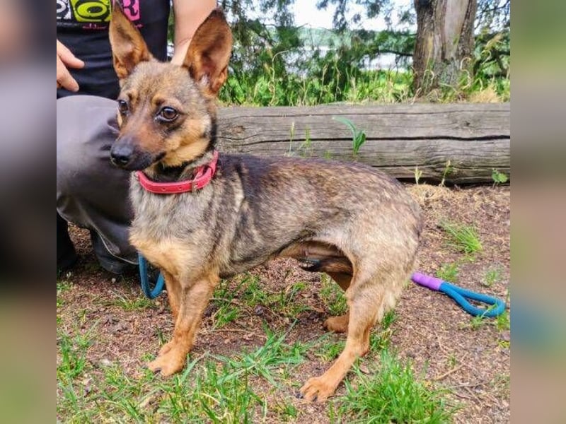 Uschka, Pinscher Mischling
