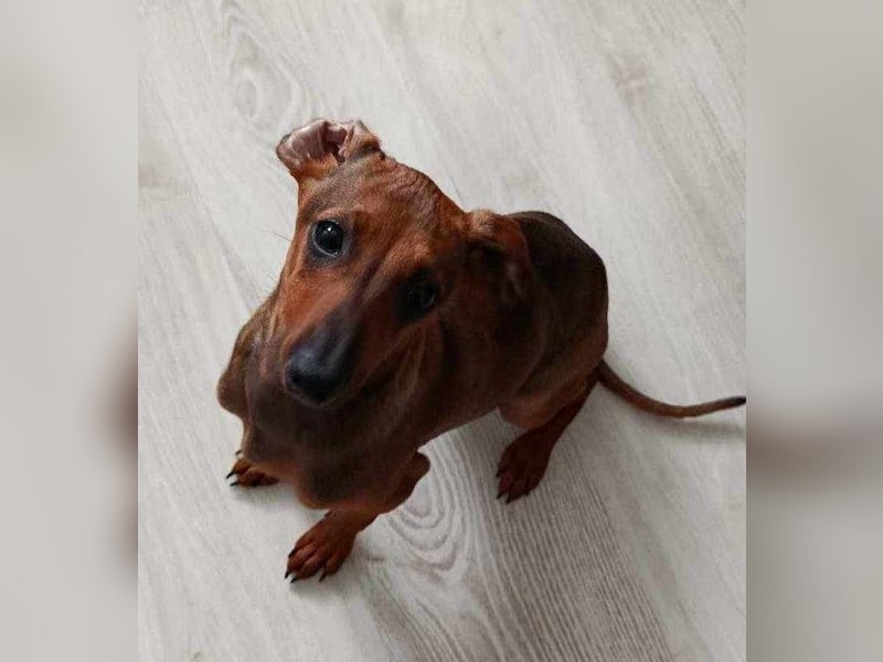 LOLOSA ca. 4 mon. Pinscher-Dackelmix-Mädchen sucht