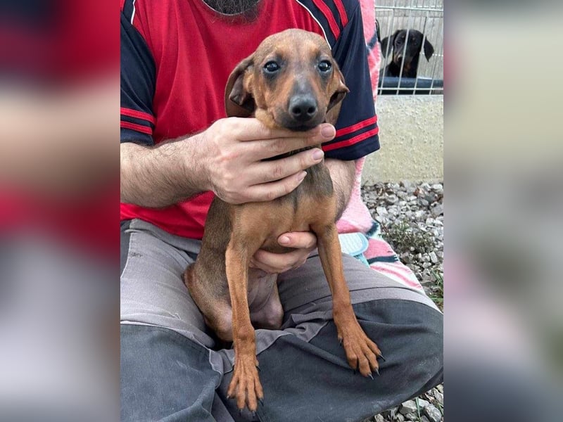LOLOSA ca. 4 mon. Pinscher-Dackelmix-Mädchen sucht