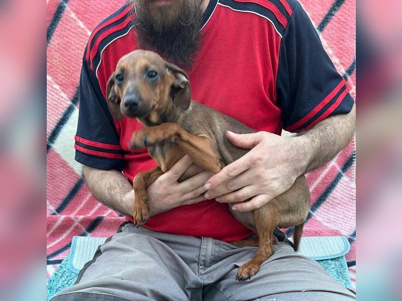 LOLOSA ca. 4 mon. Pinscher-Dackelmix-Mädchen sucht