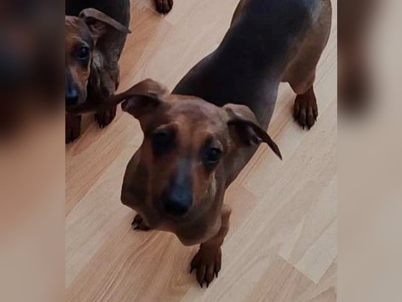 LOLOSA ca. 4 mon. Pinscher-Dackelmix-Mädchen sucht