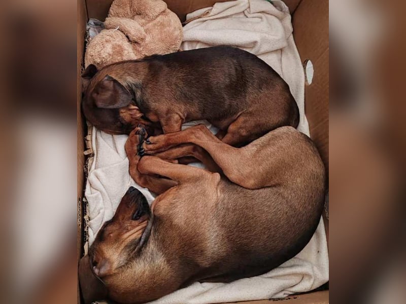LOLOSA ca. 4 mon. Pinscher-Dackelmix-Mädchen sucht