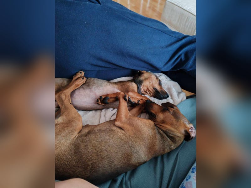 LOLOSA ca. 4 mon. Pinscher-Dackelmix-Mädchen sucht