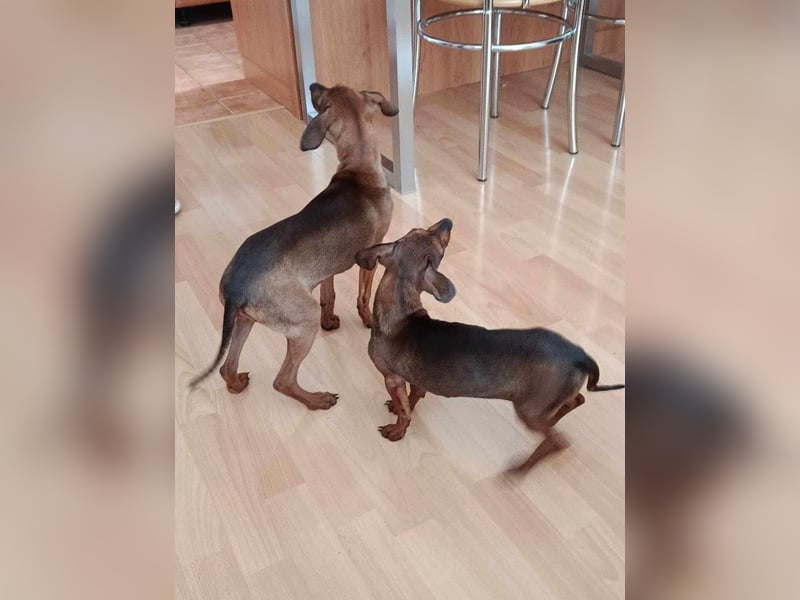 LOLOSA ca. 4 mon. Pinscher-Dackelmix-Mädchen sucht