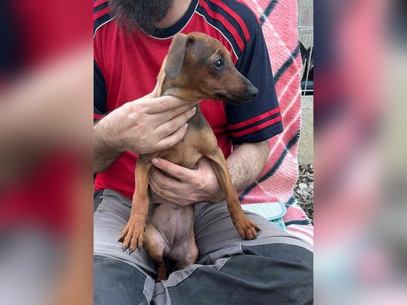 LOLOSA ca. 4 mon. Pinscher-Dackelmix-Mädchen sucht