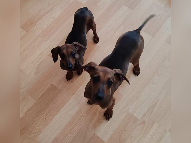 LOLOSA ca. 4 mon. Pinscher-Dackelmix-Mädchen sucht