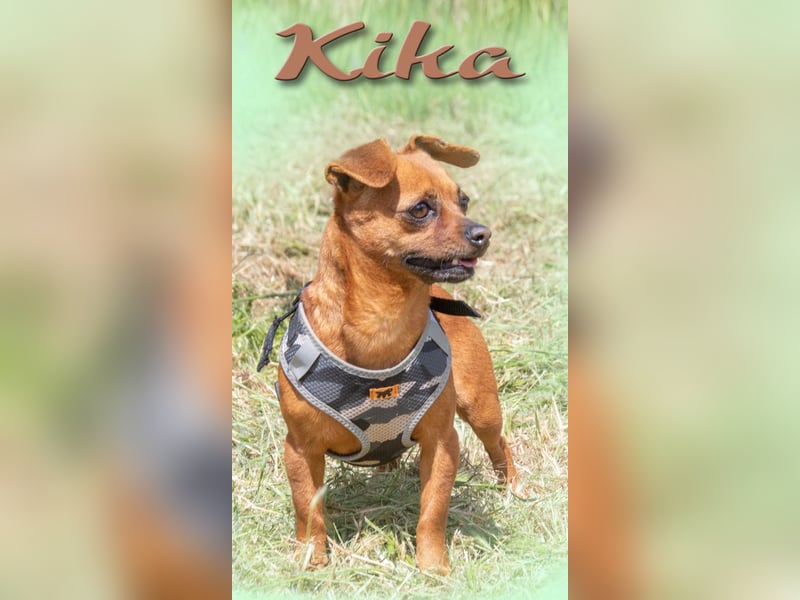Kika und Pepa - zwei fröhliche Pinschermädchen
