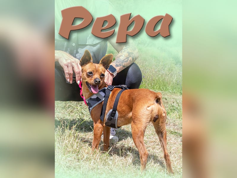 Kika und Pepa - zwei fröhliche Pinschermädchen