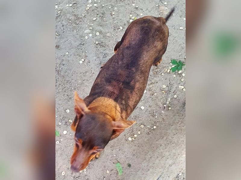  MIMI sucht ihr Für-Immer-Zuhause 