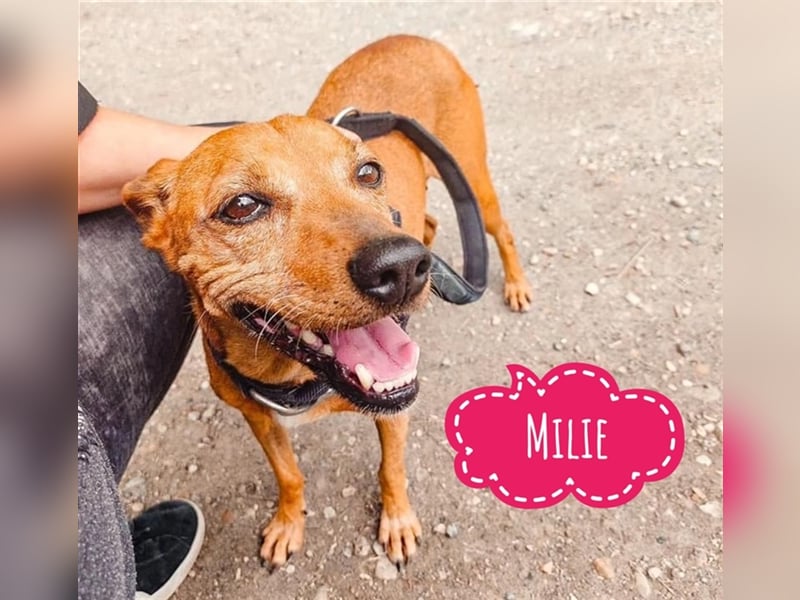 Milie ein winziger Schatz
