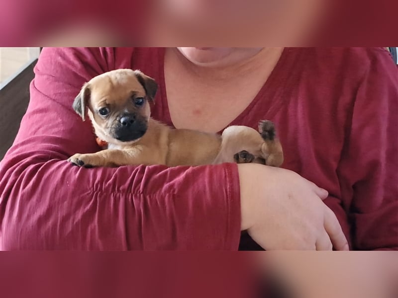 Zwergpinscher mix (muggin) m.ahnentafel dürfen umziehen