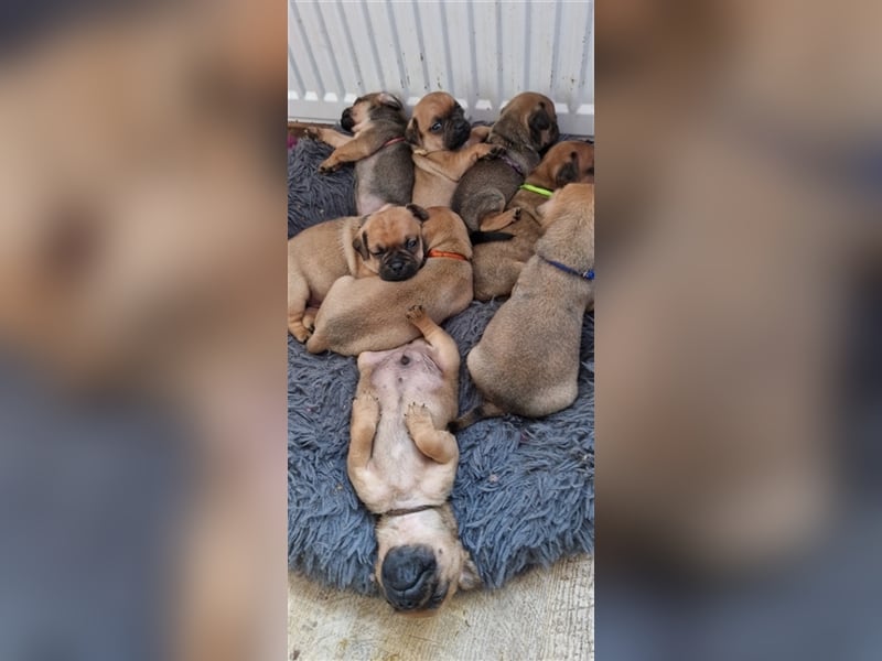 Zwergpinscher mix (muggin) m.ahnentafel dürfen umziehen