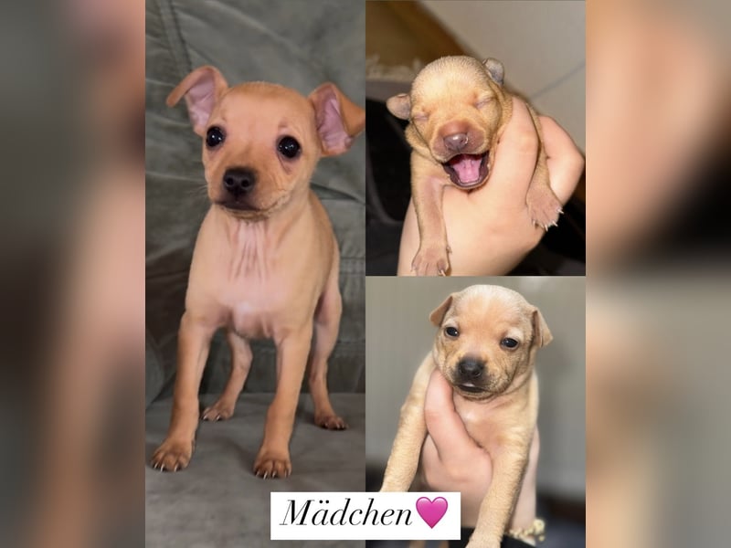 Mini Pinscher
