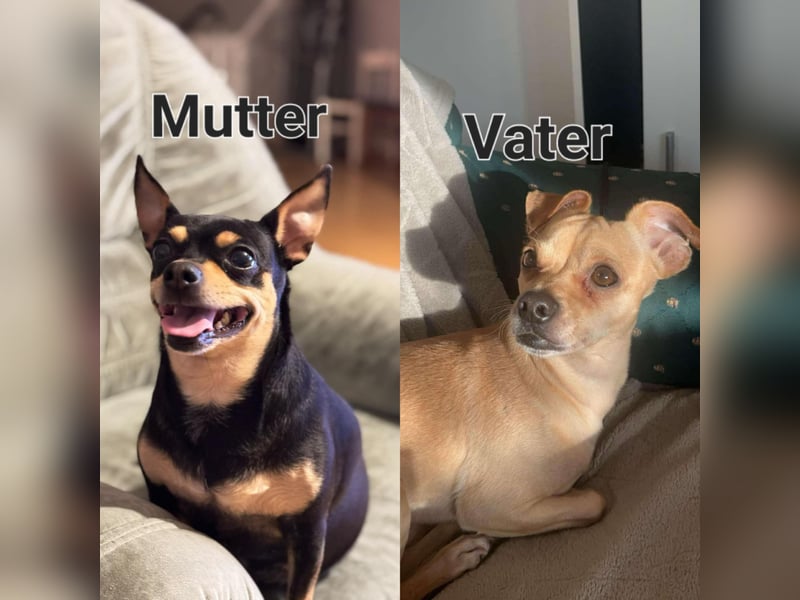 Mini Pinscher