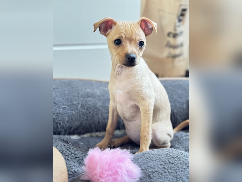 Mini Pinscher