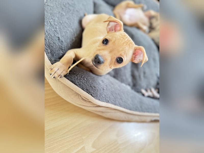 Mini Pinscher