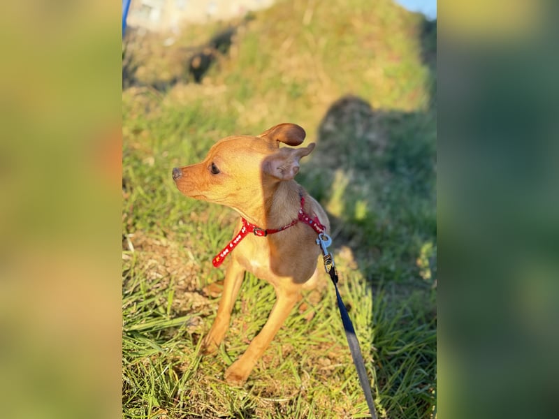 Mini Pinscher