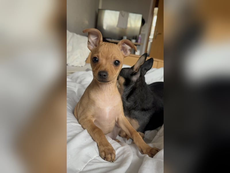 Mini Pinscher